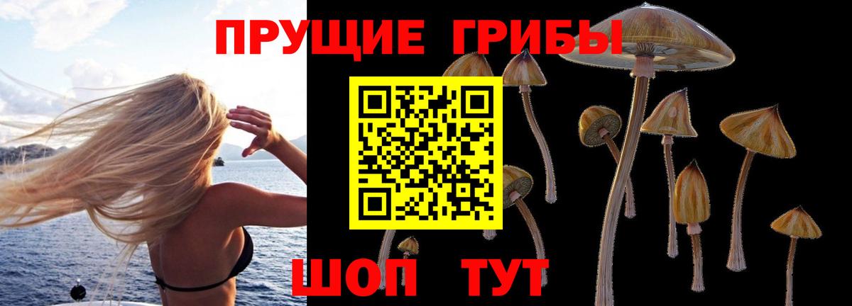 Борзя  Псилоцибиновые грибы Psilocybe  Вход с VPN 